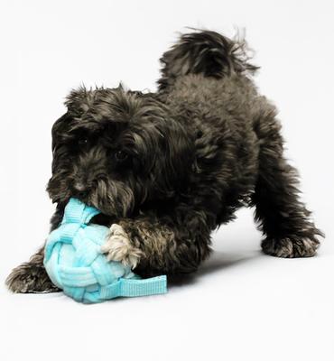 Show full view: Playology Peanut Butter Scented Young & Active Hide N Seek Ball Plush Dog Toy, Jumbo slide 6 of 8