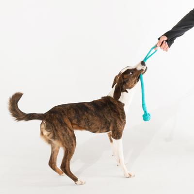 Show full view: Playology Peanut Butter Scented Young & Active Tough Tug Knot Dog Toy, Medium slide 3 of 8