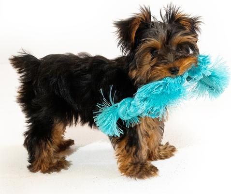 Show full view: Playology Peanut Butter Scented Young & Active Sensory Rope Dog Toy, Small slide 4 of 9