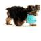 Show in main carousel: Playology Peanut Butter Scented Young & Active Sensory Ball Dog Toy, Small slide 3 of 9