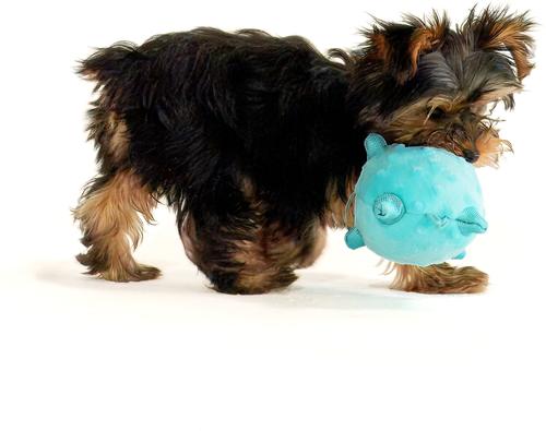 Show full view: Playology Peanut Butter Scented Young & Active Sensory Ball Dog Toy, Small slide 3 of 9
