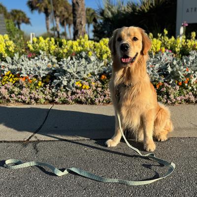 Show full view: Carolina Pet Checkered Wave Dog Leash, Wavy Green, 6-ft long, 1-in wide slide 6 of 9