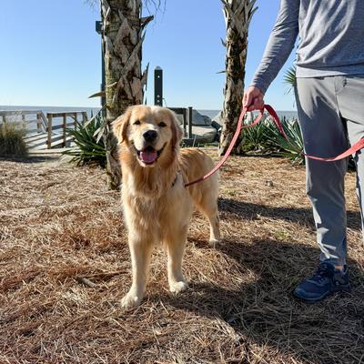 Show full view: Carolina Pet Checkered Wave Dog Leash, Wavy Red, 6-ft long, 1-in wide slide 5 of 7