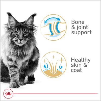 Show full view: Royal Canin Maine Coon Adult Thin Slices in Gravy Wet Cat Food, 3-oz can, case of 24 slide 3 of 13