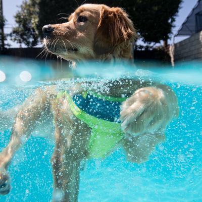 Show full view: Outward Hound Standley Sport Dog Life Jacket, Small slide 7 of 12