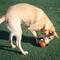 Show in main carousel: Outward Hound Orbee-Tuff Squeak Ball Tough Dog Chew Toy, Orange slide 6 of 11