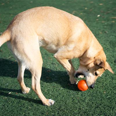 Show full view: Outward Hound Orbee-Tuff Squeak Ball Tough Dog Chew Toy, Orange slide 6 of 11