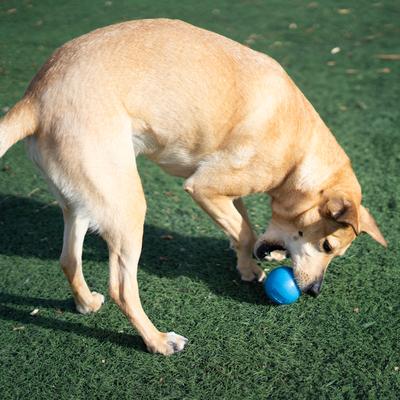 Show full view: Outward Hound Orbee-Tuff Squeak Ball Tough Dog Chew Toy, Blue slide 6 of 11