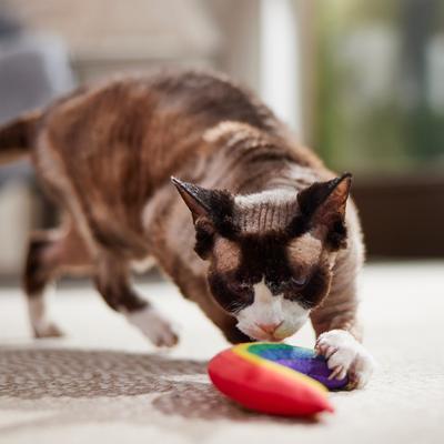 Show full view: Yeowww! Catnip Rainbow Cat Toy slide 4 of 6