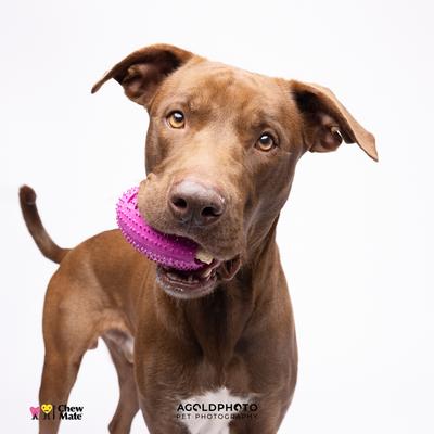 Show full view: Chewmate Natural Rubber Treatbrush Oral Care Football Dog Toothbrush, Small slide 5 of 8