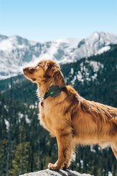 DOGNESS Smart Dog GPS Tracker & Activity Monitor, Black slide 2 of 9