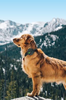 Show full view: DOGNESS Smart Dog GPS Tracker & Activity Monitor, Black slide 7 of 11