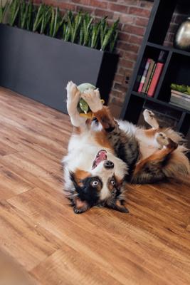 Show full view: Patchwork Pet Prickles Cactus with Cactus Dog Toy, 5-in slide 5 of 6