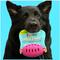 Show in main carousel: Chewmate Natural Rubber Treatbrush Oral Care Football Dog Toothbrush, Medium slide 4 of 6