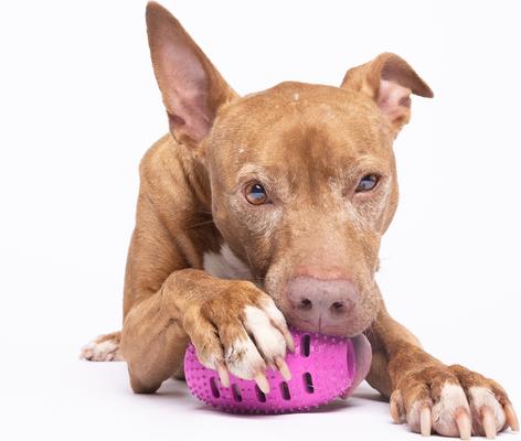 Show full view: Chewmate Natural Rubber Treatbrush Oral Care Football Dog Toothbrush, Small slide 6 of 8