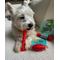 Show in main carousel: Chewmate Natural Rubber Treatbrush Oral Care Bone Dog Toothbrush, Small slide 3 of 5