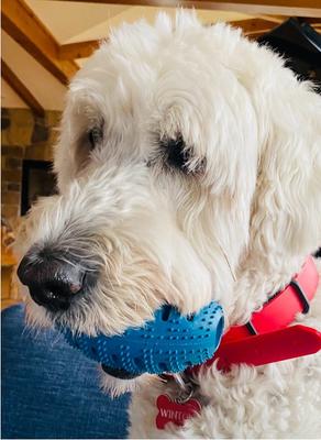 Show full view: Chewmate Natural Rubber Treatbrush Oral Care Football Dog Toothbrush, Small slide 7 of 8