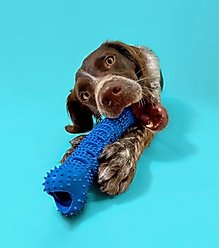 Chewmate Natural Rubber Treatbrush Oral Care Bone Dog Toothbrush, Medium/Large slide 2 of 5