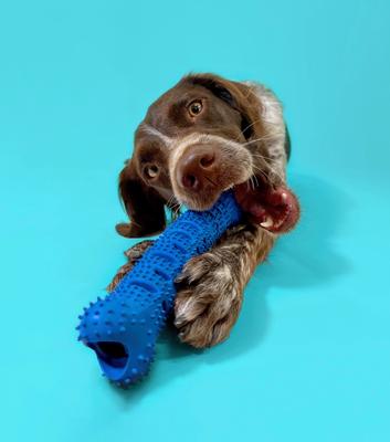 Show full view: Chewmate Natural Rubber Treatbrush Oral Care Bone Dog Toothbrush, Medium/Large slide 4 of 7