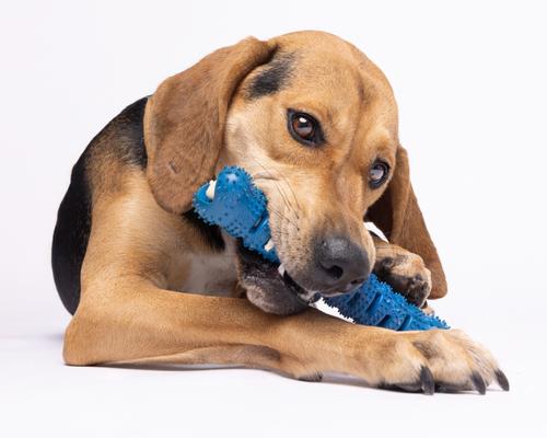 Show full view: Chewmate Natural Rubber Treatbrush Oral Care Bone Dog Toothbrush, Medium/Large slide 5 of 7