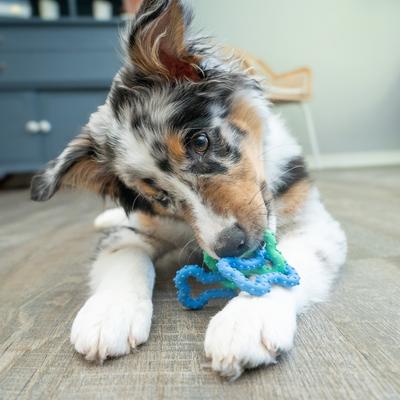 Show full view: Petstages Bone Tug Tough Dog Chew Toy slide 6 of 10