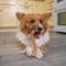 Show in main carousel: Petstages Dogwood Flip & Chew Bone Tough Dog Chew Toy, Medium slide 8 of 11