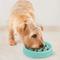 Show in main carousel: Outward Hound Non-Skid Plastic Slow Feeder Dog Bowl, Mint, 0.75-cup slide 6 of 9