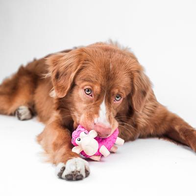 Show full view: Outward Hound Tootiez Squeaky Stuffing-Free Dog Toy, Sheep slide 8 of 10