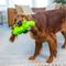 Show in main carousel: Outward Hound Accordionz Gator Stuffing-Free Squeaky Dog Toy slide 6 of 9