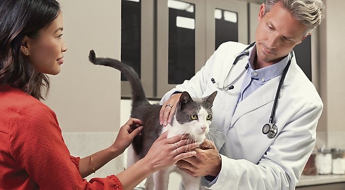 Purina Pro Plan Veterinary Diets Calming Care Cat Supplement