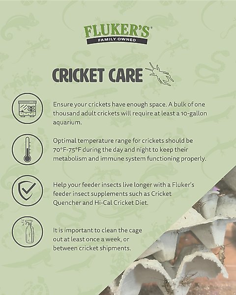 Show full view: Fluker's Live Crickets Reptile Food, Large, 500 count slide 5 of 10