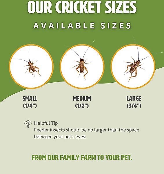 Show full view: Fluker's Live Crickets Reptile Food, Large, 500 count slide 7 of 10