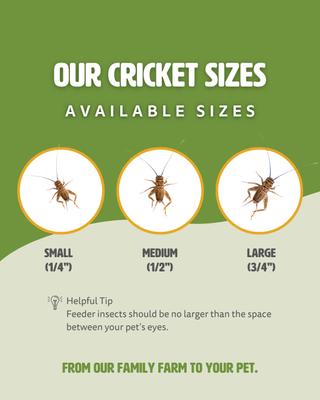Show full view: Fluker's Live Crickets Reptile Food, Medium, 1000 count slide 7 of 10