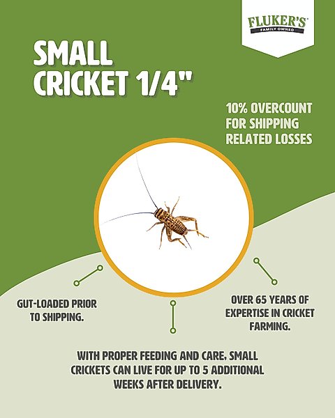 Show full view: Fluker's Live Crickets Reptile Food, Large, 500 count slide 3 of 10
