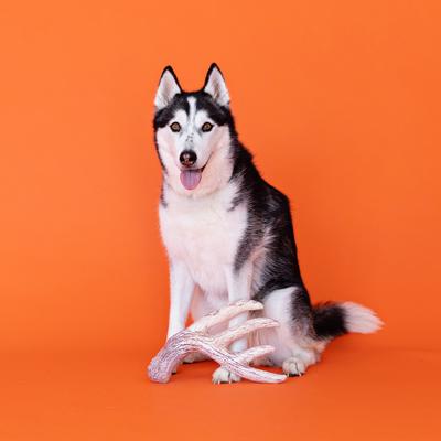 Show full view: Fringe Studio Nice Rack Plush Dog Toy, Multi slide 3 of 4