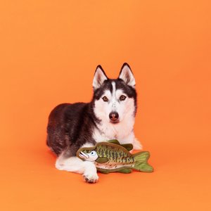 Fringe Studio Dumb Bass Durable Plush Dog Toy, Multi