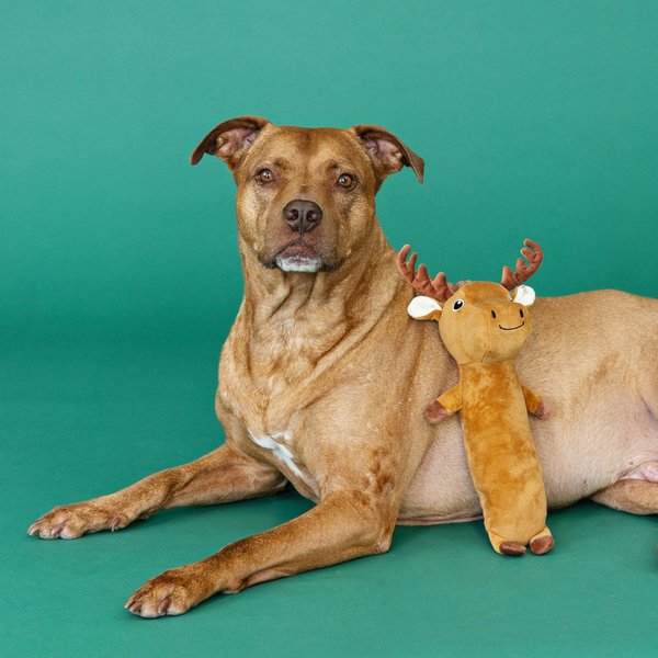 Fringe Studio Easily Amoosed Plush Dog Toy, Multi
