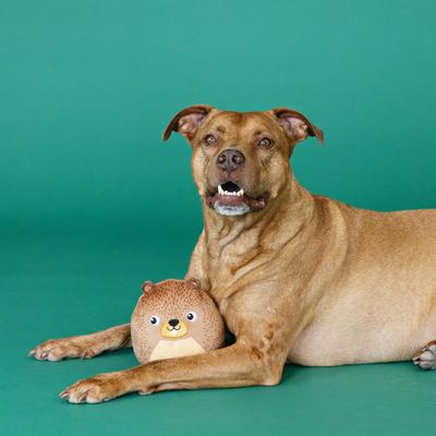 Show full view: Fringe Studio The Dam Boss Plush Dog Toy, Multi slide 3 of 3