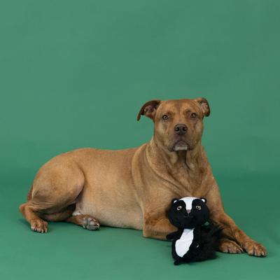 Show full view: Fringe Studio Wasn'T Me Flattie Plush Dog Toy, Multi slide 3 of 4