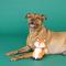 Show in main carousel: Fringe Studio Farrah Fox Plush Dog Toy, Multi slide 4 of 6