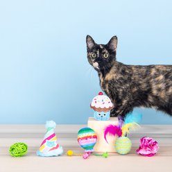 Fringe Studio Happy Purrthday Cat Toy, Multi, Set of 6 slide 2 of 4
