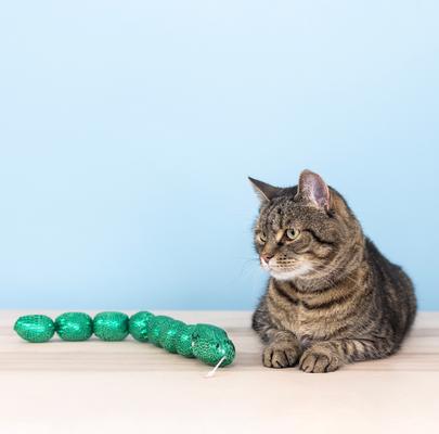 Show full view: Fringe Studio Not So Easily Ratled Kicker Cat Toy, Multi slide 3 of 5