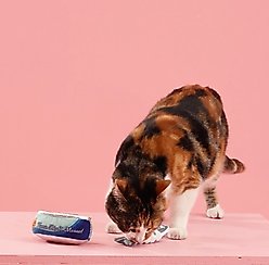 Fringe Studio Tuna Right Meow Cat Toy, Multi, Set of 2 slide 2 of 4