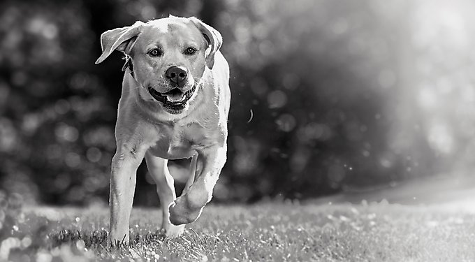 Royal Canin Fresh Health Nutrition Senior Frozen Dog Food