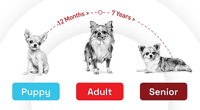 Royal Canin Fresh Health Nutrition Senior Frozen Dog Food