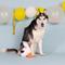 Show in main carousel: Fringe Studio Lunch Break Plush Dog Toy slide 3 of 4