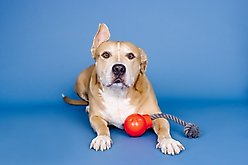 Fringe Studio You Da Bomb Rubber Dog Toy slide 2 of 5