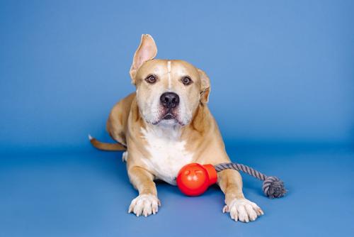 Show full view: Fringe Studio You Da Bomb Rubber Dog Toy slide 5 of 6