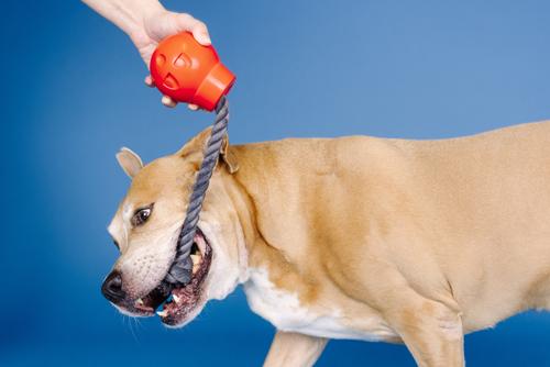 Show full view: Fringe Studio You Da Bomb Rubber Dog Toy slide 4 of 6