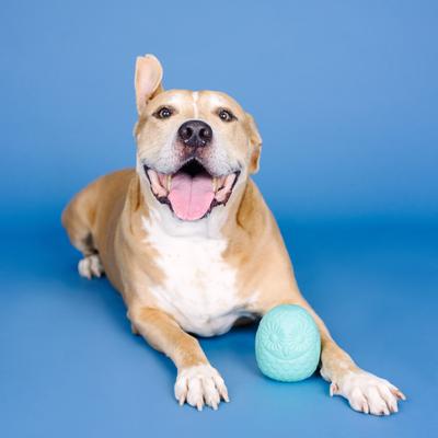 Show full view: Fringe Studio You're A Hoot Rubber Dog Toy, Turquoise slide 4 of 5